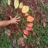 Foto de: Passarim manim