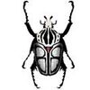 Foto de: BesouroBass