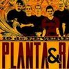 Foto de: Planta e Raíz