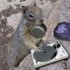Foto de: dj esquilo o melhor do brasil
