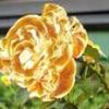 Foto de: Rosa de Fogo