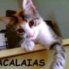 Foto de: Cacalaias