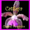 Foto de: Cattleya