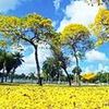 Foto de: Seresta Ao Vivo Humberto Soares
