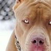 Foto de: Pitbull do Gueto