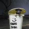Foto de: Vira-Lata