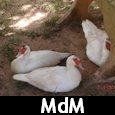 mdm
