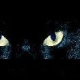 GATTO