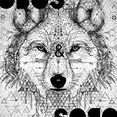 Lobos & Bobos