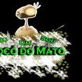 Socó do Mato