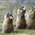DOC STANLEY AND MARMOTA'S FLY