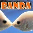 BANDA JR