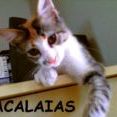 Cacalaias