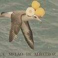 Cabeça Melão de Albatroz