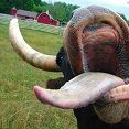 Vaca Banguela