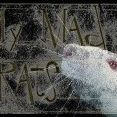 My Mad Rats