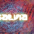 Sálvia