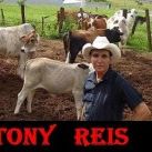 Tony Reis