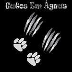 Gatos Em Águas
