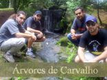 Foto de Árvores de Carvalho