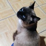 Hhb