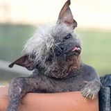 Cachorro Velho