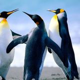 three sertanejos