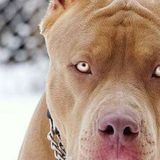 Pitbull do Gueto