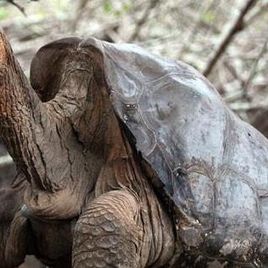 Imagem de Tartaruga truculenta