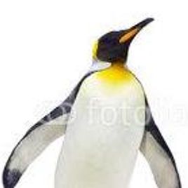 Imagem de pinguim