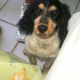 Imagem de BOBBY BROWN