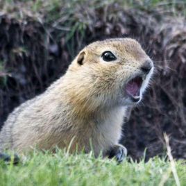 Imagem de Gopher