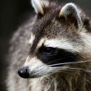 Raccoons in Europe