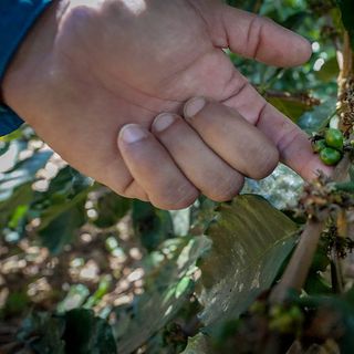Forest-based agroforestry