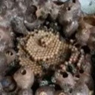 Introdução ao estudo de abelhas sem ferrão.