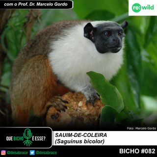 Bicho #082 - sauim-de-coleira (Saguinus bicolor)