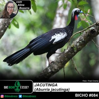 Bicho #084 - jacutinga (Aburria jacutinga)