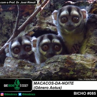 Bicho #085 - macacos-da-noite (Gênero Aotus)