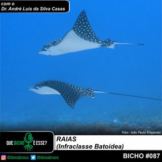 Bicho #087: raias (Infraclasse Batoidea)