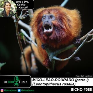 Bicho #088: mico-leão-dourado (Leontopithecus rosalia) - parte I