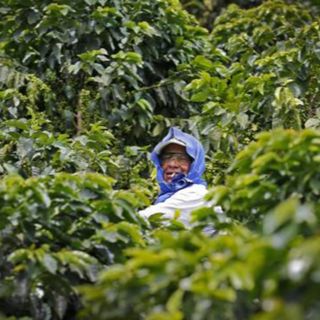 No todo es color de rosa, ni tiene olor a café