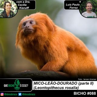 Bicho #088: mico-leão-dourado (Leontopithecus rosalia) - parte II