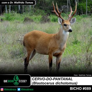 Bicho #089: cervo-do-pantanal (Blastocerus dichotomus)