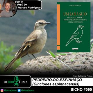 Bicho #090: pedreiro-do-espinhaço (Cinclodes espinhacensis)