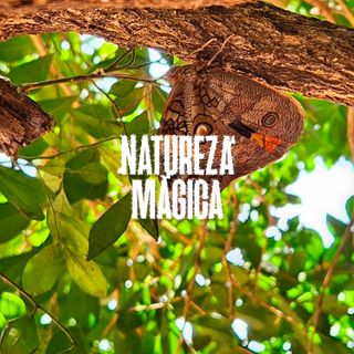 Som de Folhas ao Vento • 1 hora