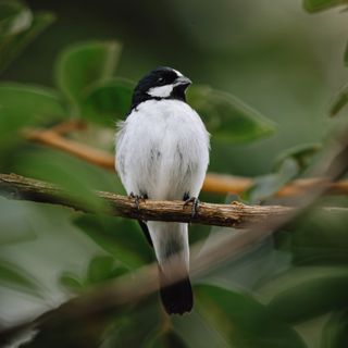 Bigodinho: a vida além das gaiolas