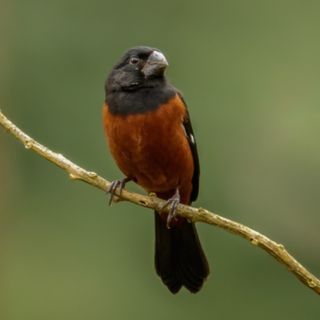 Curió: curiosidades, tradições e ameaças