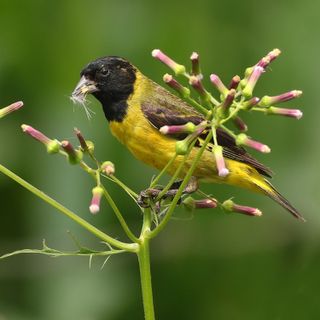 Pintassilgo canta e encanta com habilidade de imitar