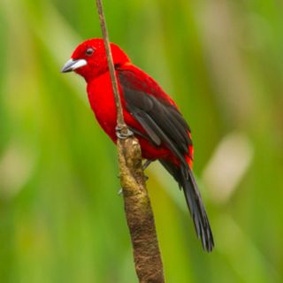 Presentes da natureza: equipe reage a vídeos enviados por internautas