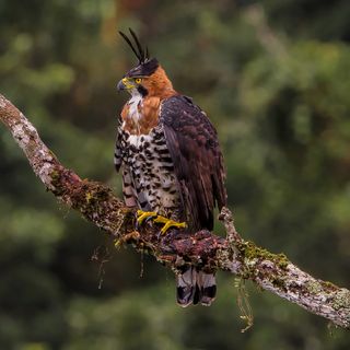 O imponente gavião-de-penacho